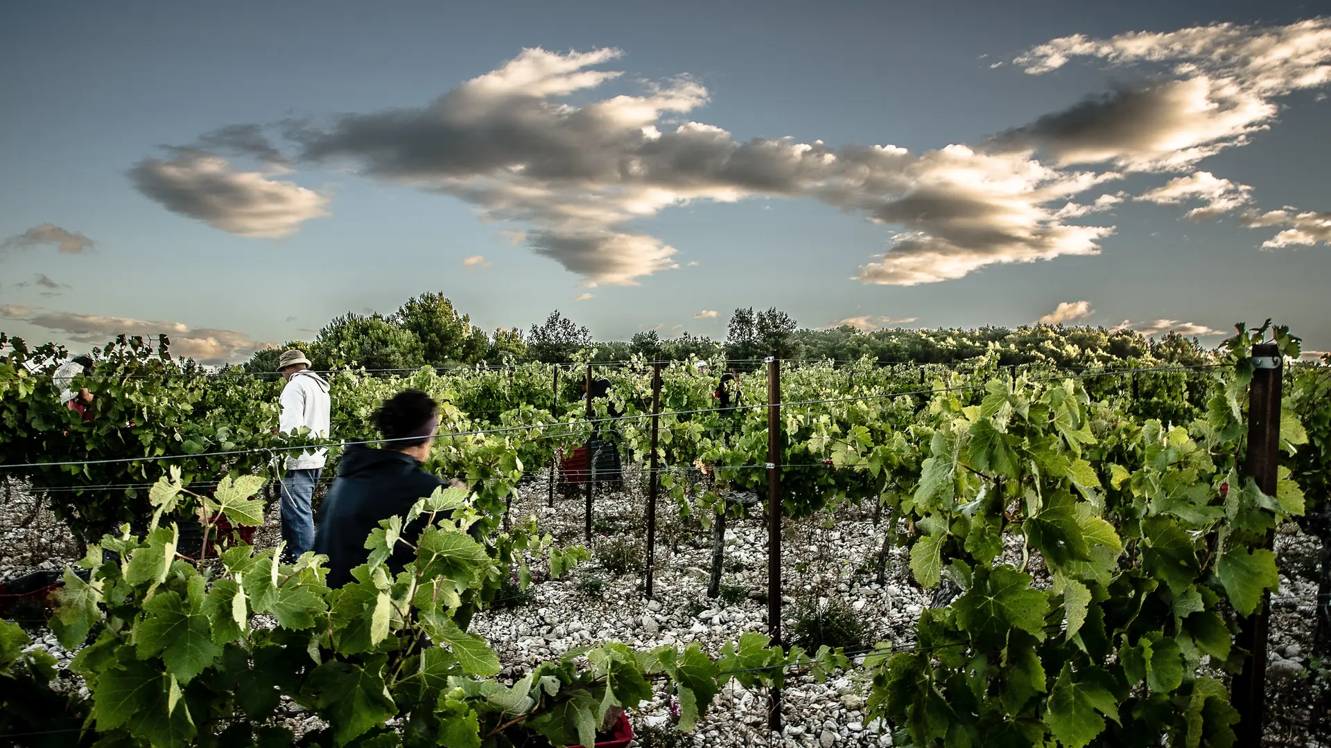 Les vignes