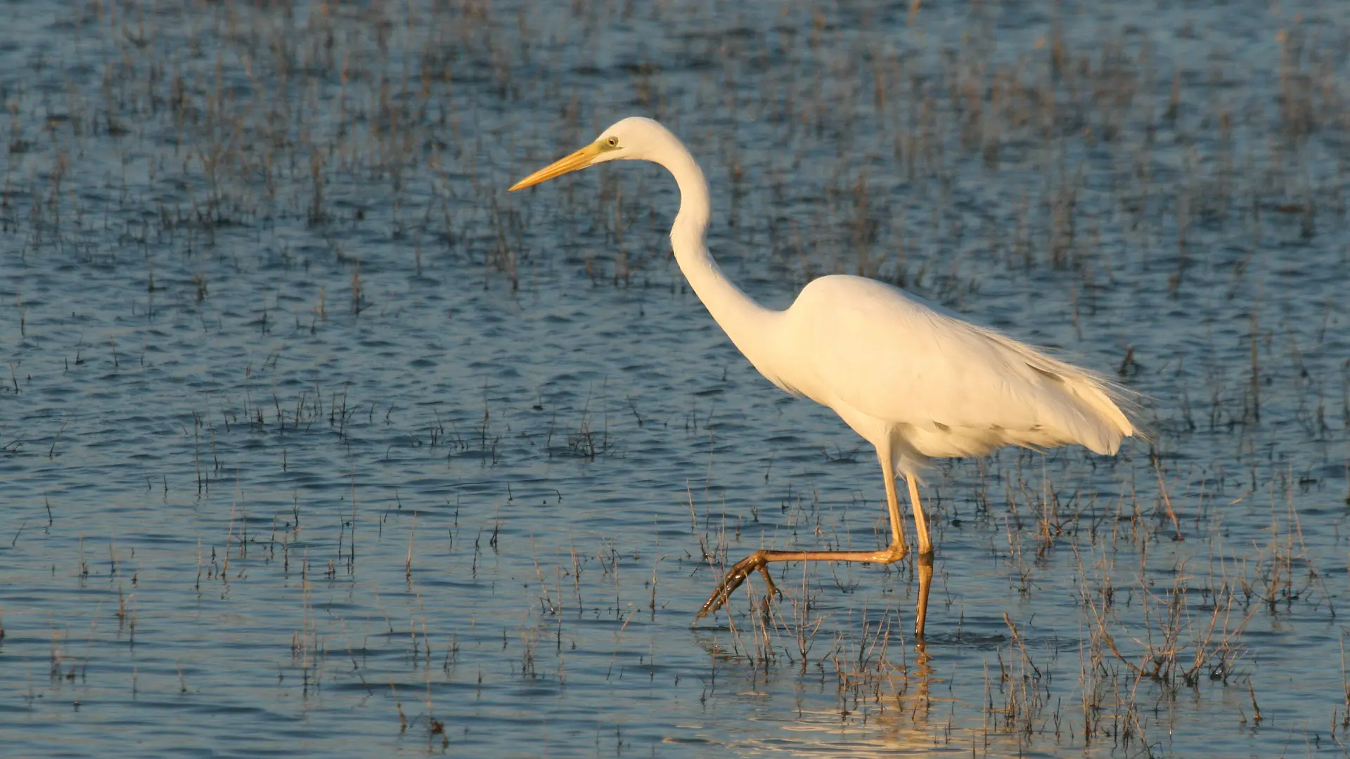 _Grande_Aigrette_Xavier_Rufray_CEN_L_R