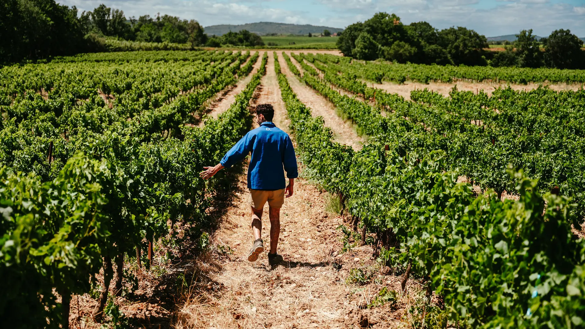 Vignes dourbie