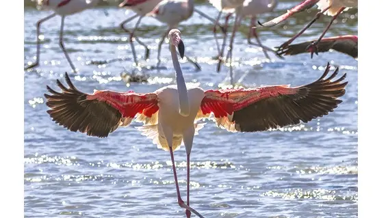 000-ACCROCHE1b-Oiseaux1-flamant en parade amoureuse avec légende-12mars2021 (2)