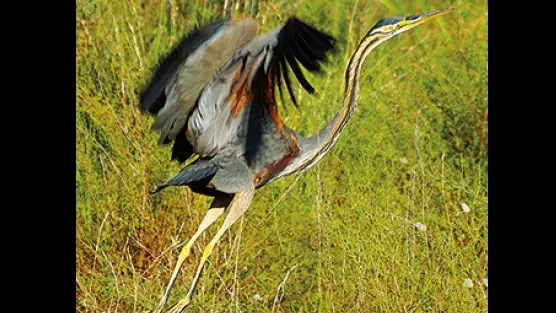 000-Oiseaux2-héron pourpré en envol avec légende-en gros plan-mars2021