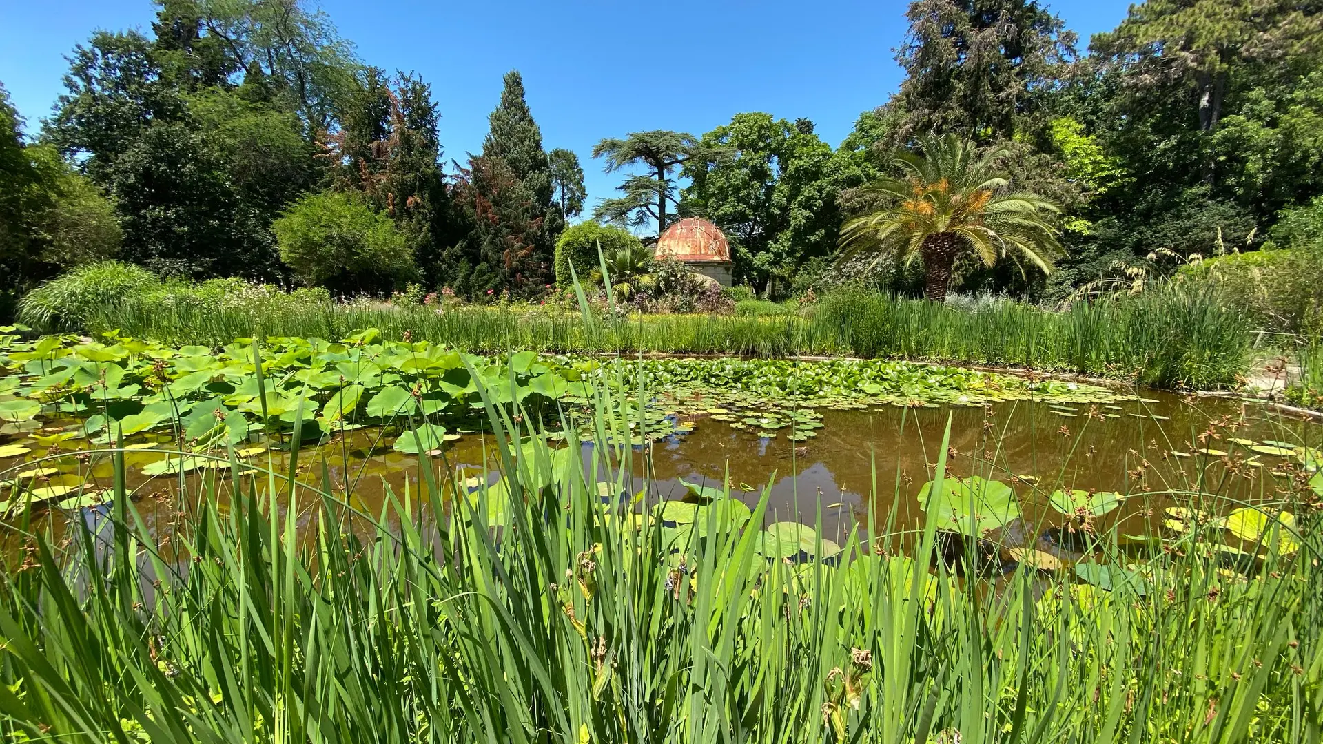 Mare aux lotus jardin des plantes