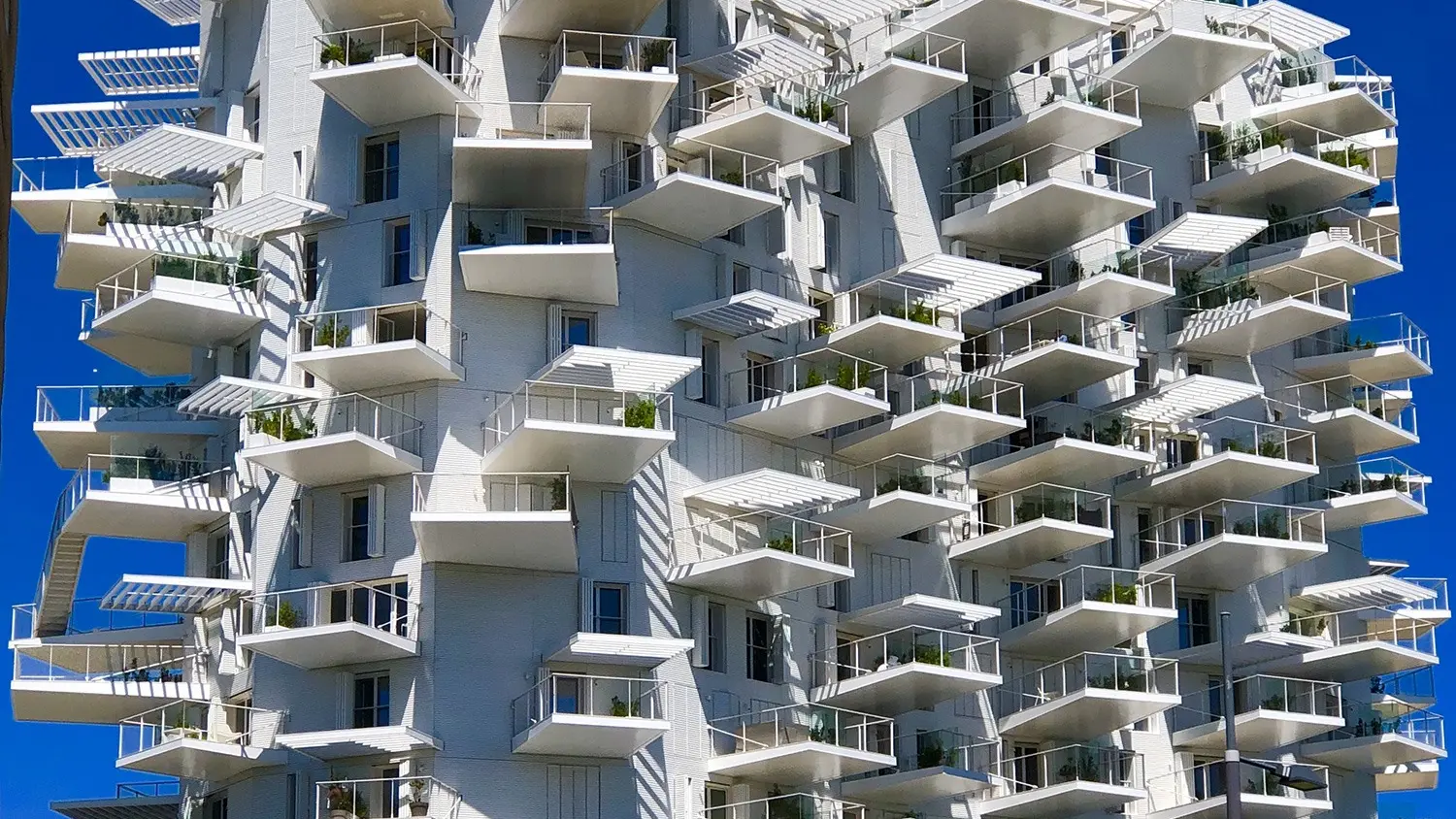 L'arbre blanc