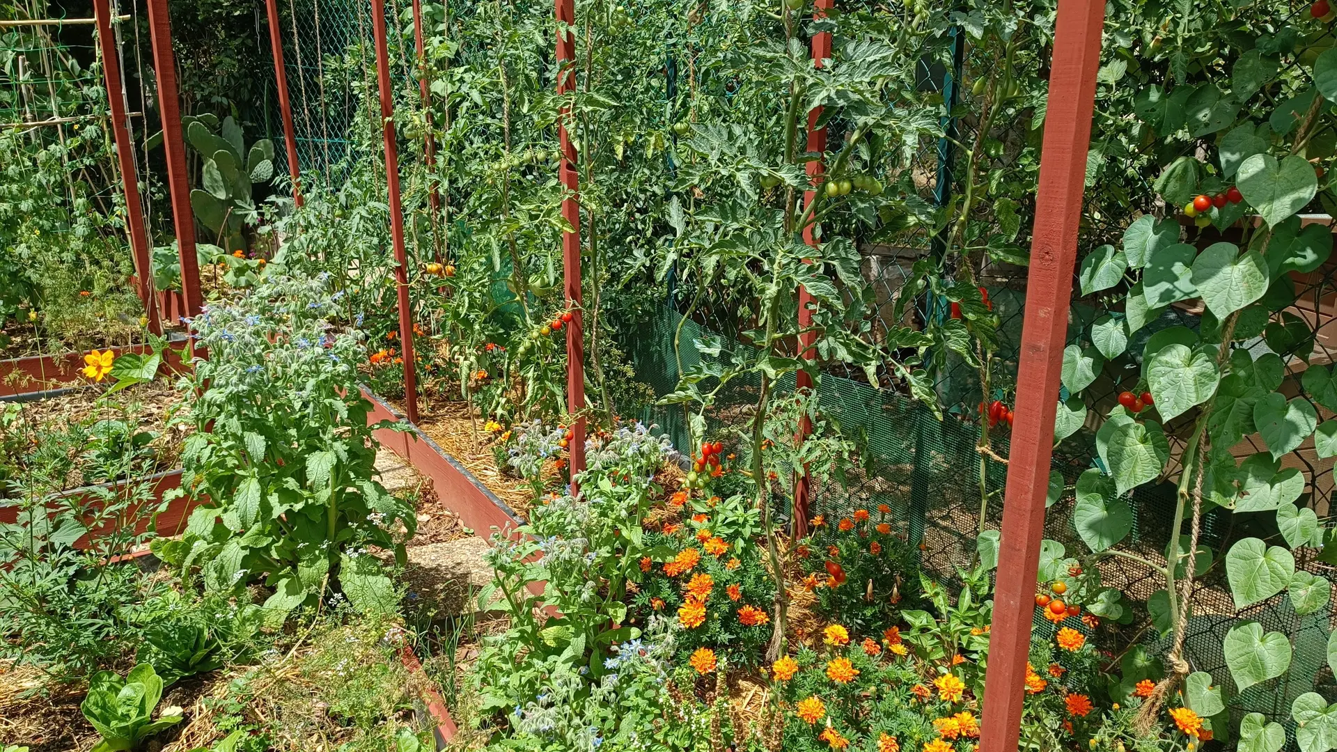 Jardin potager (l'été) ouvert toute l'année