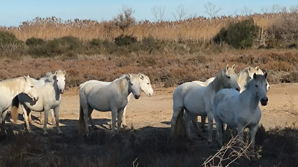 Safari Camargue Passion