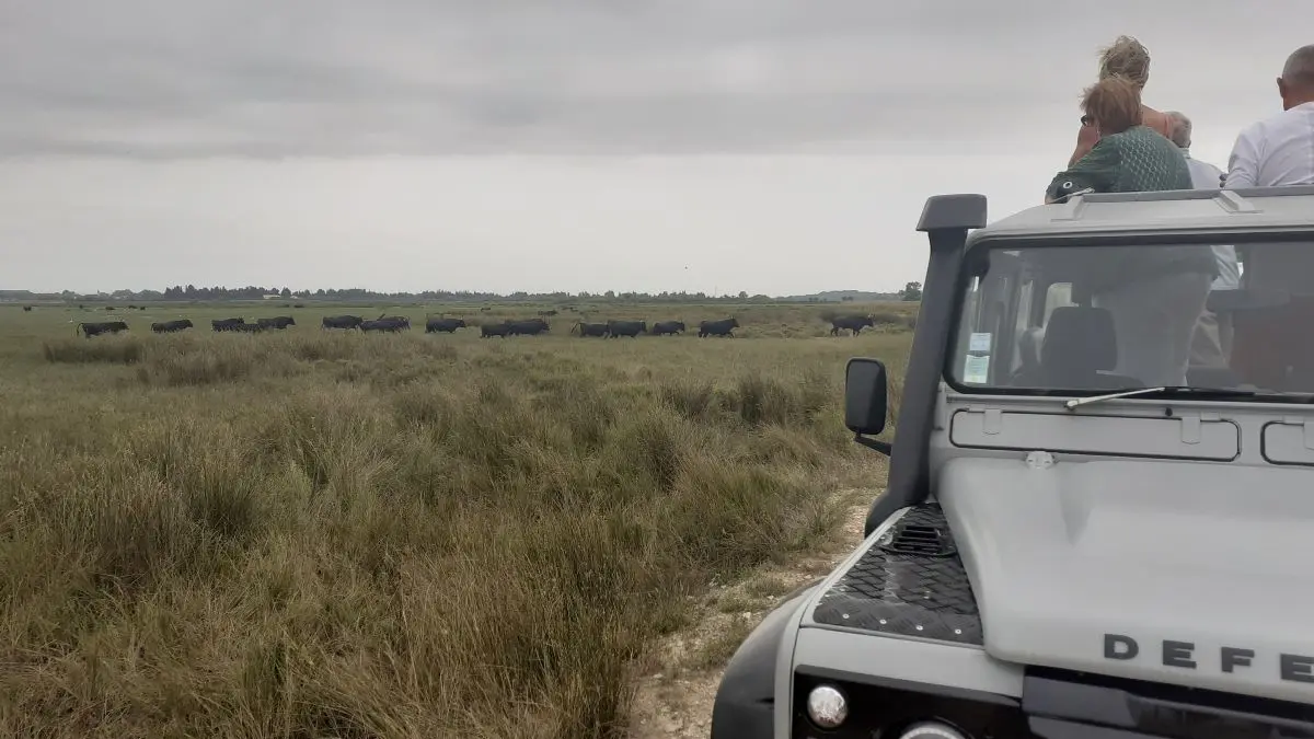 Safari Camargue Passion