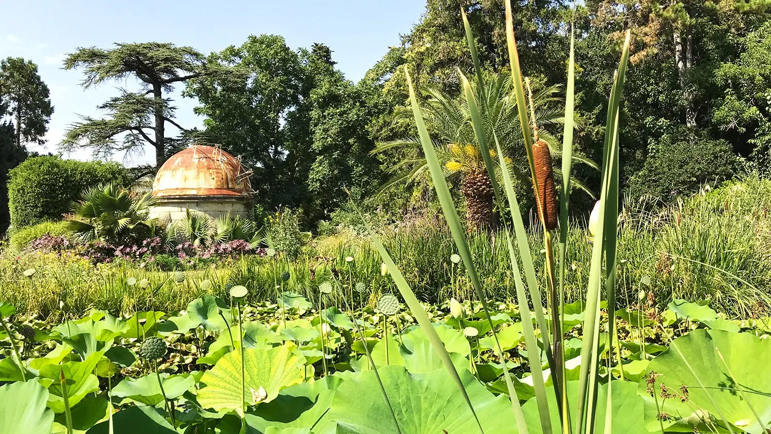 Mare aux lotus jardin des plantes Montpellier