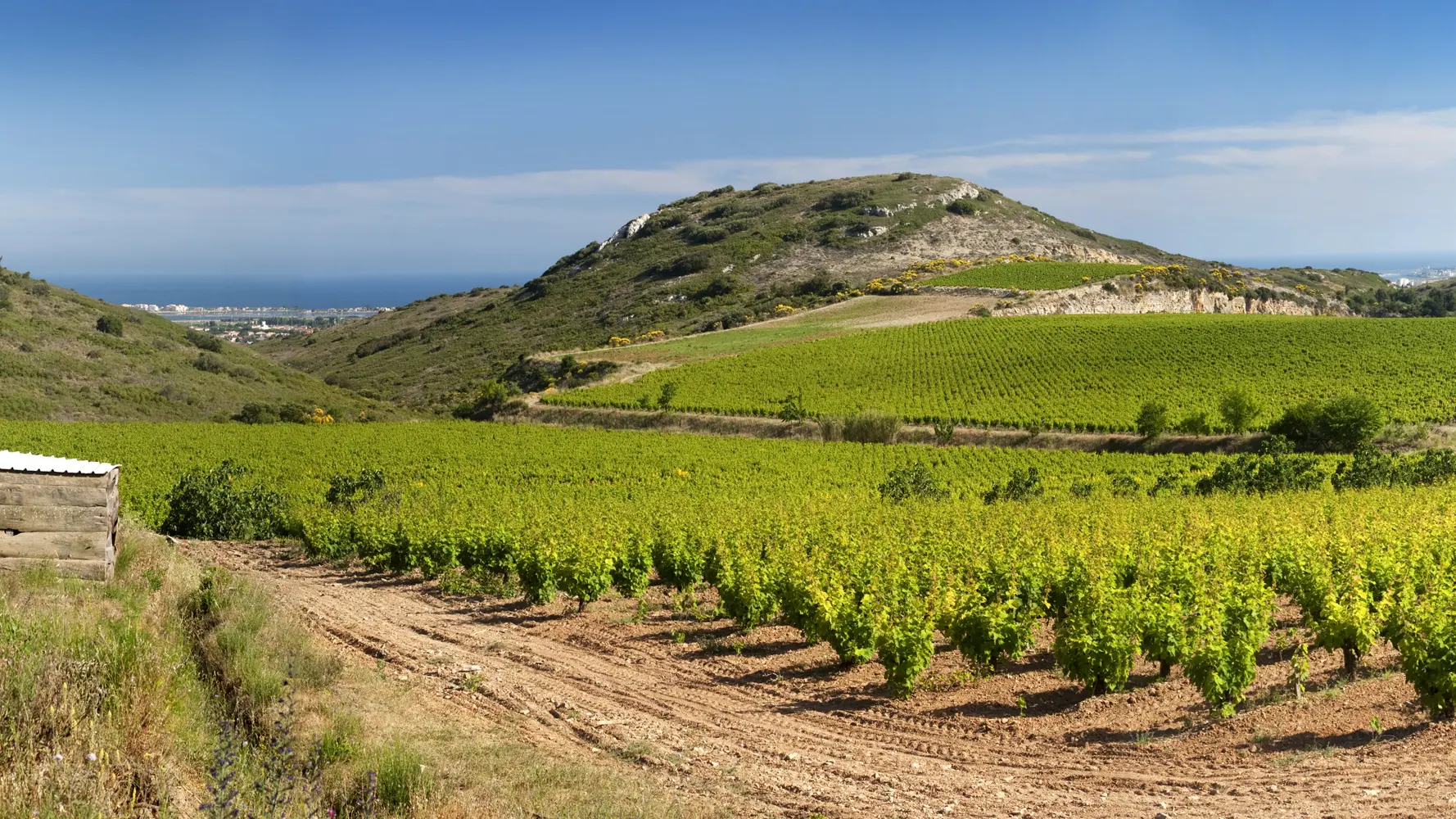 CAVE COOPERATIVE FRONTIGNAN (4)