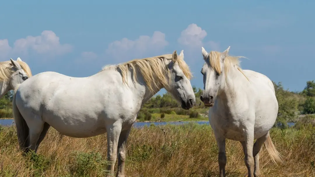 Sans titre (Publication Instagram (4:5)) - 11