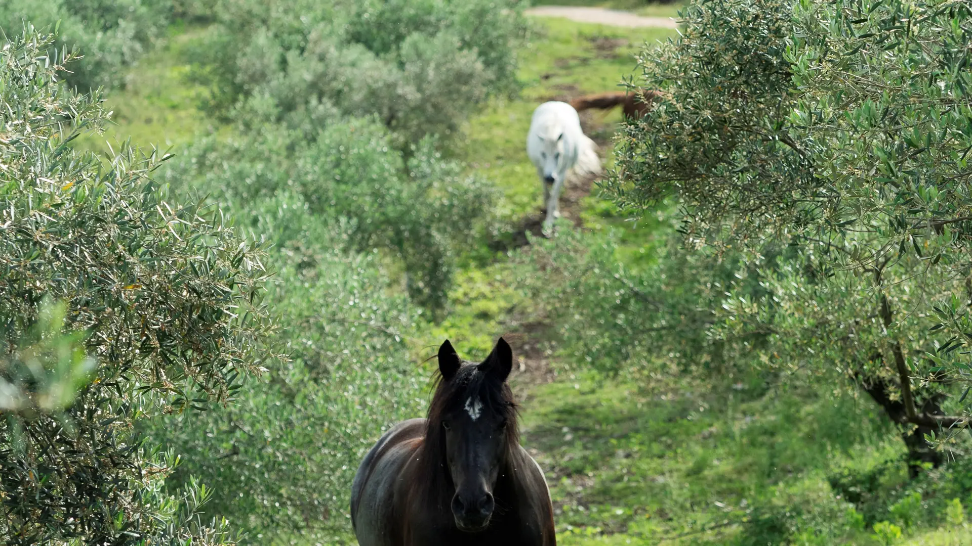 Les chevaux pâturent dans l'oliveraie