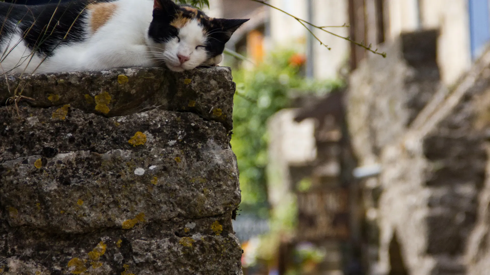 COUVERTOIRADE_chat rue droite_cp_erik delamotte