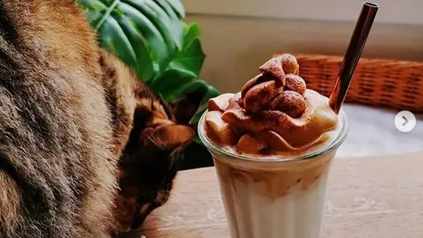 La Maison des Chats - Dalgona ice latte