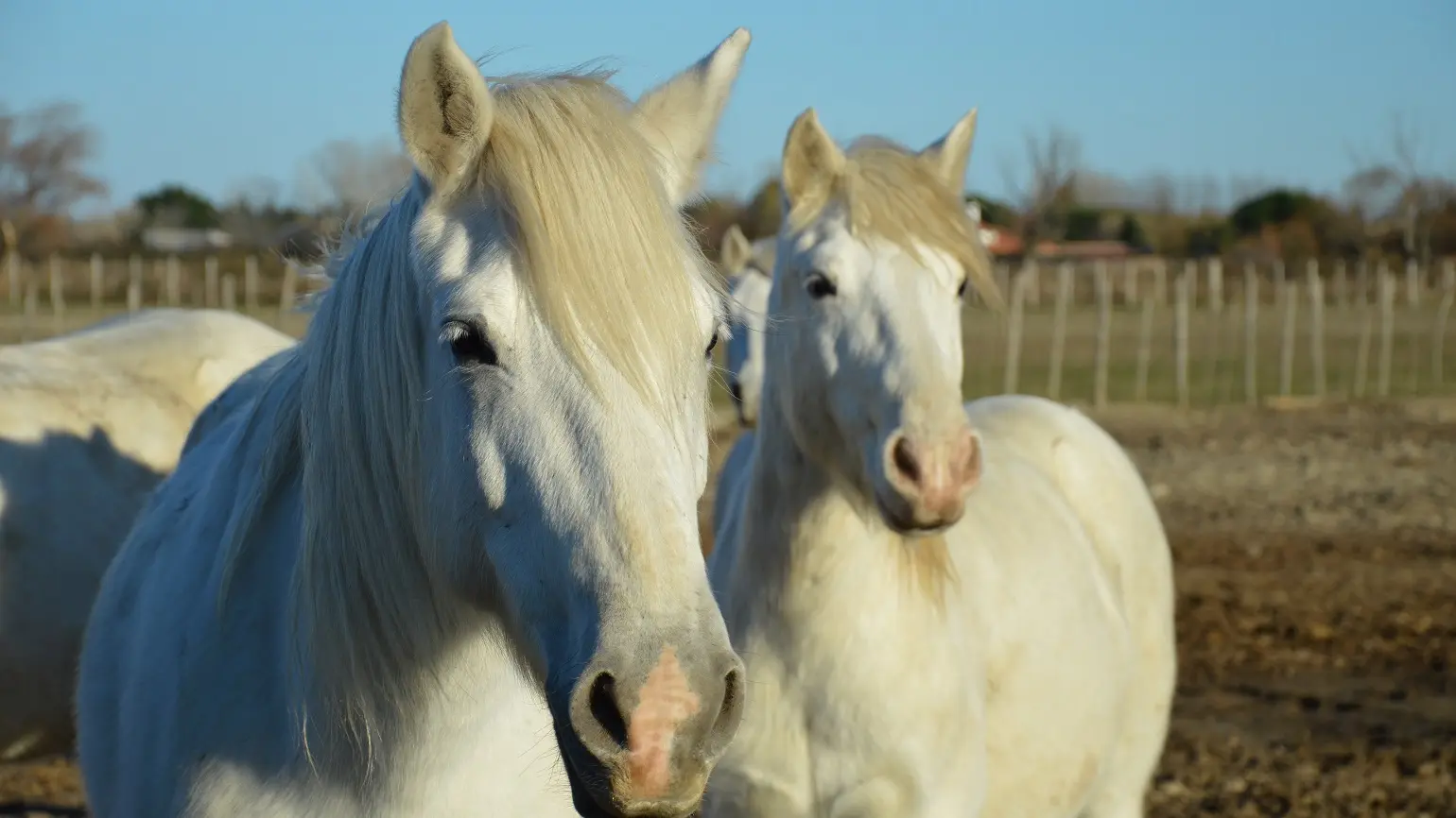 Camargue