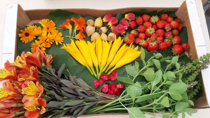DOMAINE GUINAND - DEGUSTATION DE PLANTES COMESTIBLES