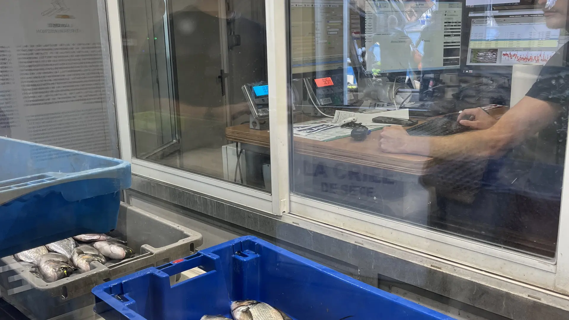 Bacs à poissons à la criée du Port de Sète