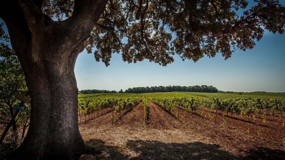 Domaine de l'Arbousier