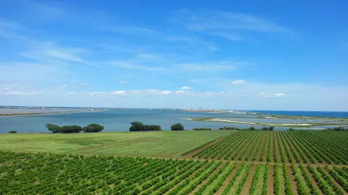 PAYSAGES DES ETANGS MONTPELLIERAINS