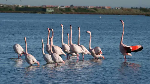 PAYSAGES DES ETANGS MONTPELLIERAINS