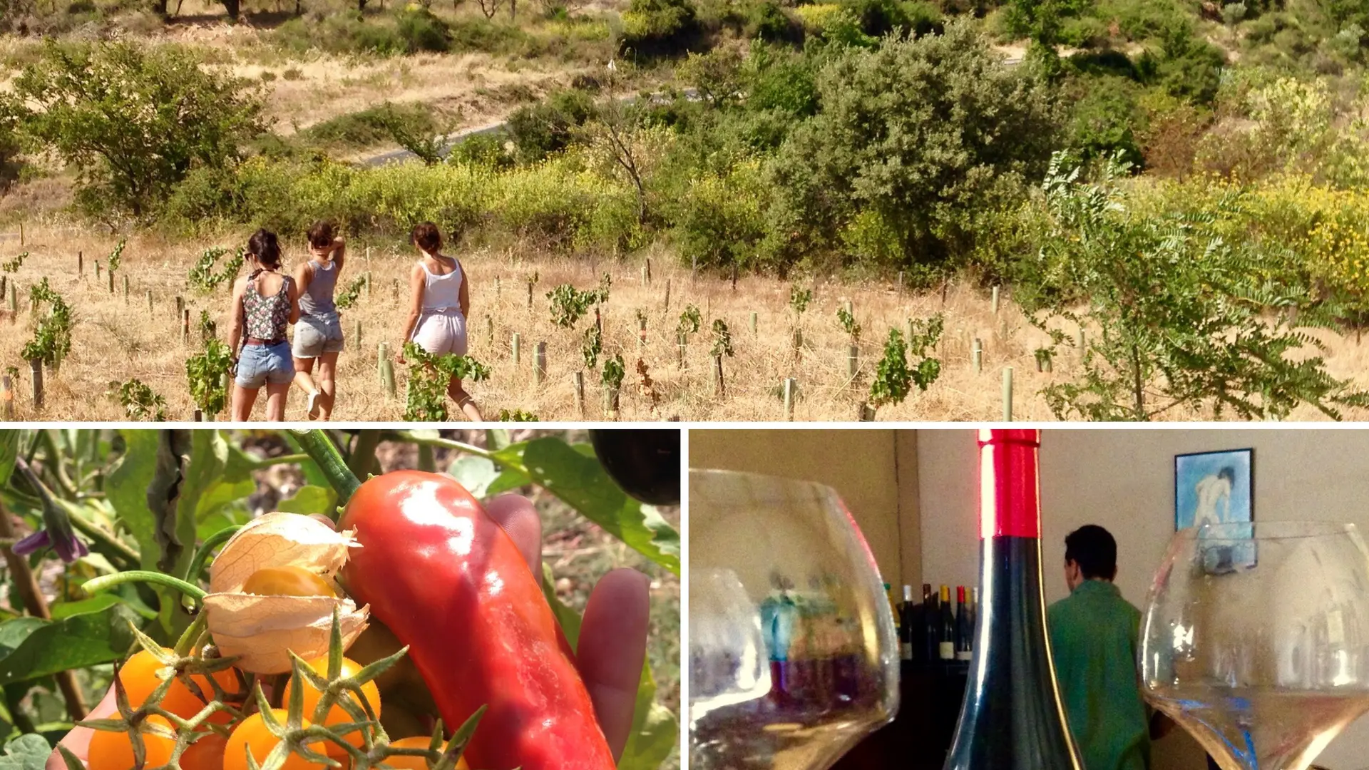 Visite Potager et Vignoble