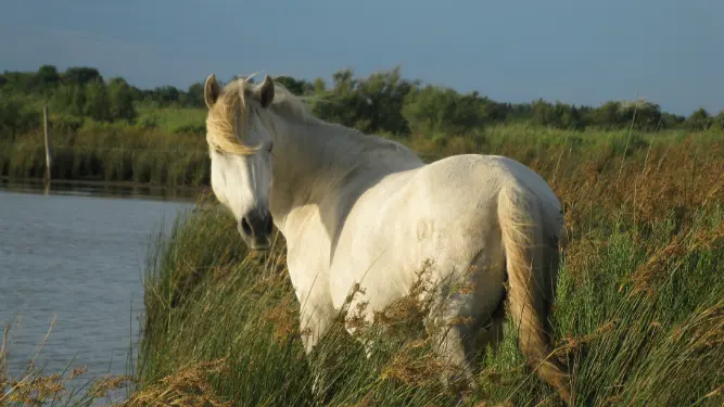 PAT NAT-SENTIER DU CABANIER-MAUGUIO-CHEVAL CAMARGUE