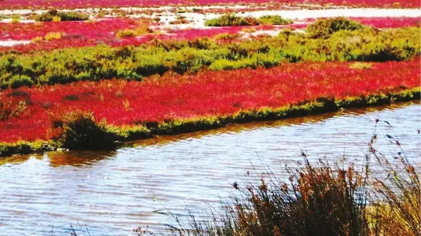 Paysage3-1-avec légende-marais, salicorne et sansouire-mars2021