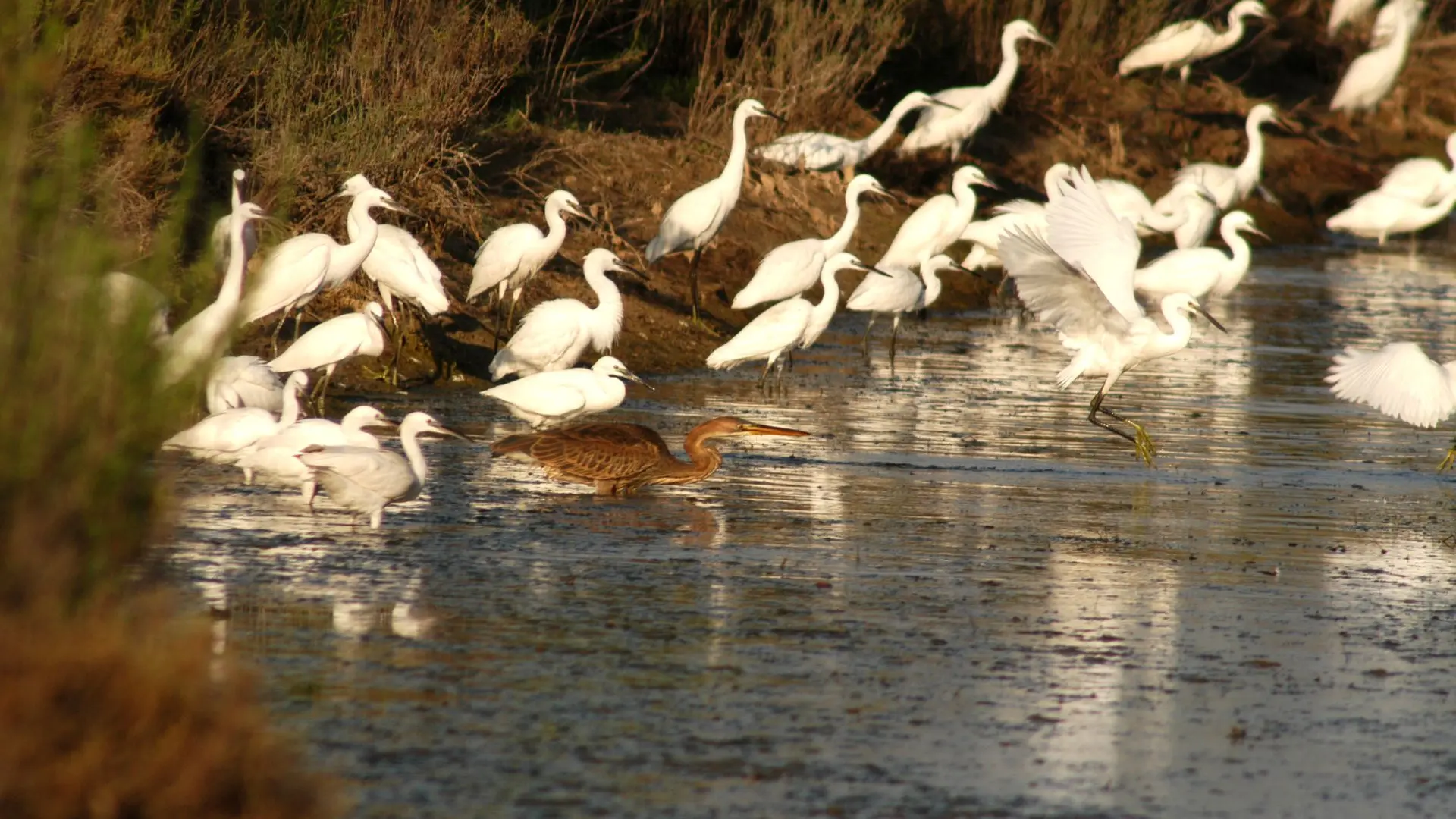 Rando des Salines0001 ©Ville de Villeneuve-Maguelone