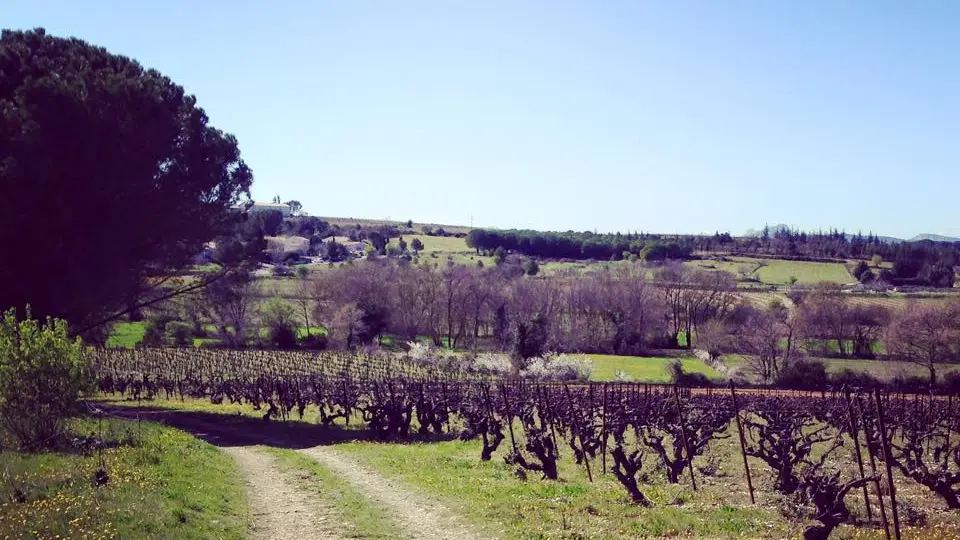 Visite vignoble