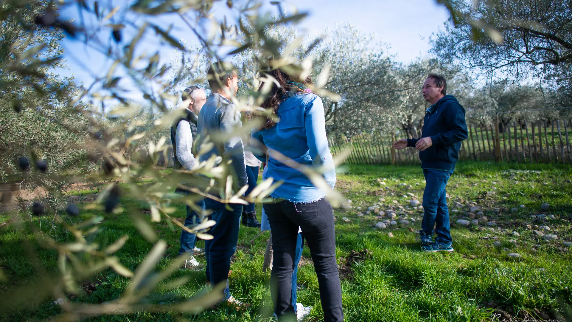 Visite guidée dans l'oliveraie