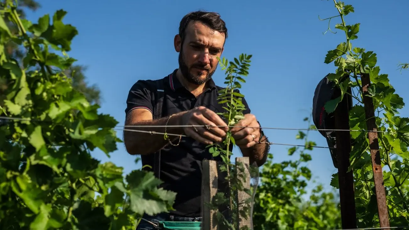 Vitiforesterie Charles Juin 23b