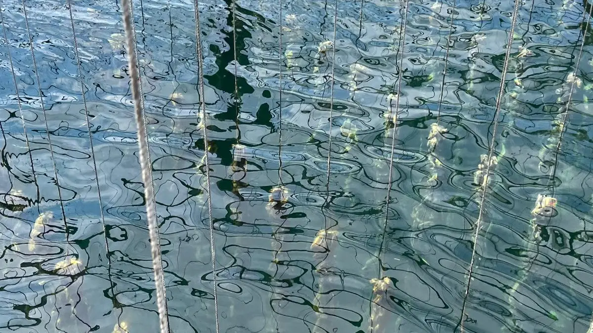 Les parcs à huitres