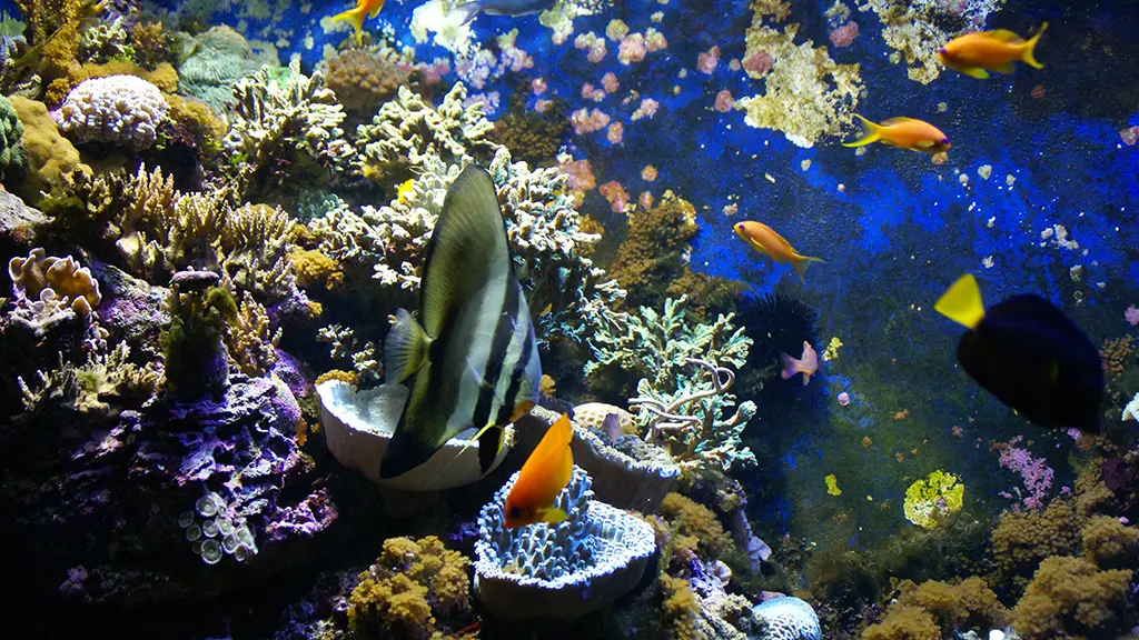 aquarium1