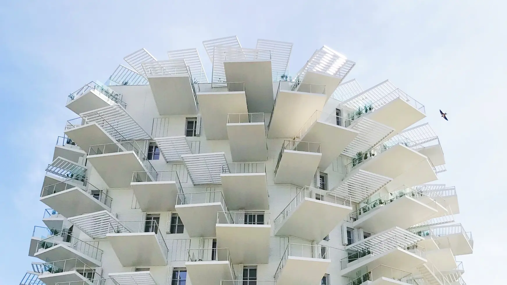 L'arbre Blanc