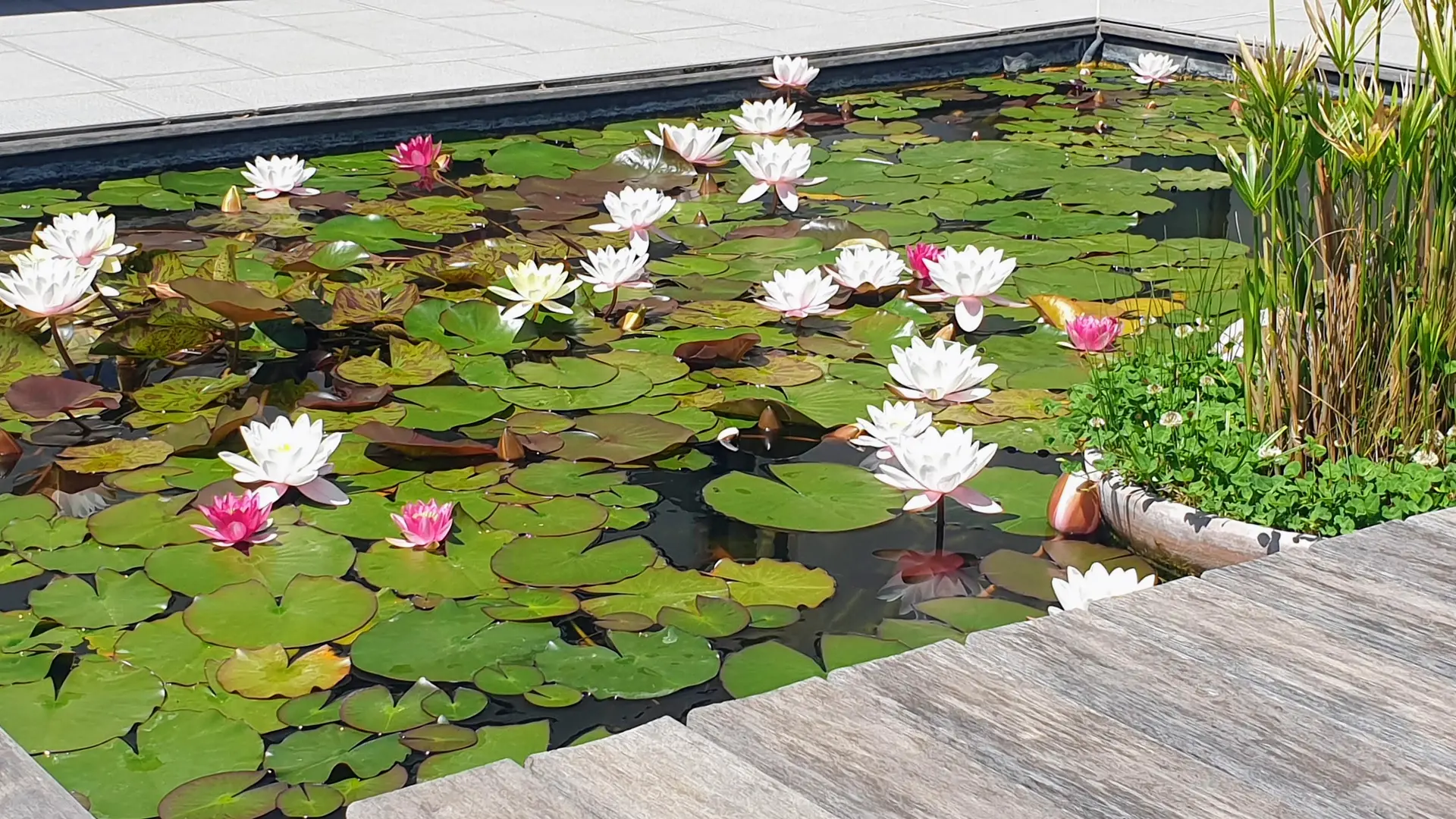 bassin nenuphars