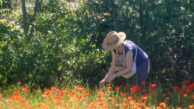 coquelicot © Nicole Crebassa