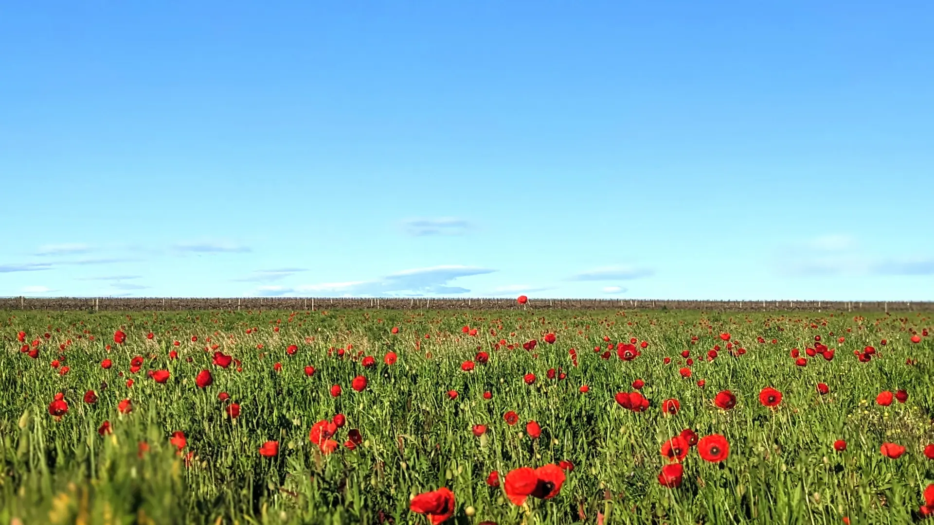 coquelicots