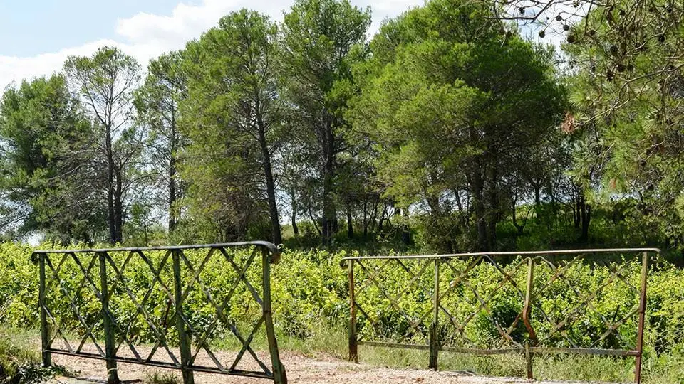 domaine de la grande sieste aniane (2)