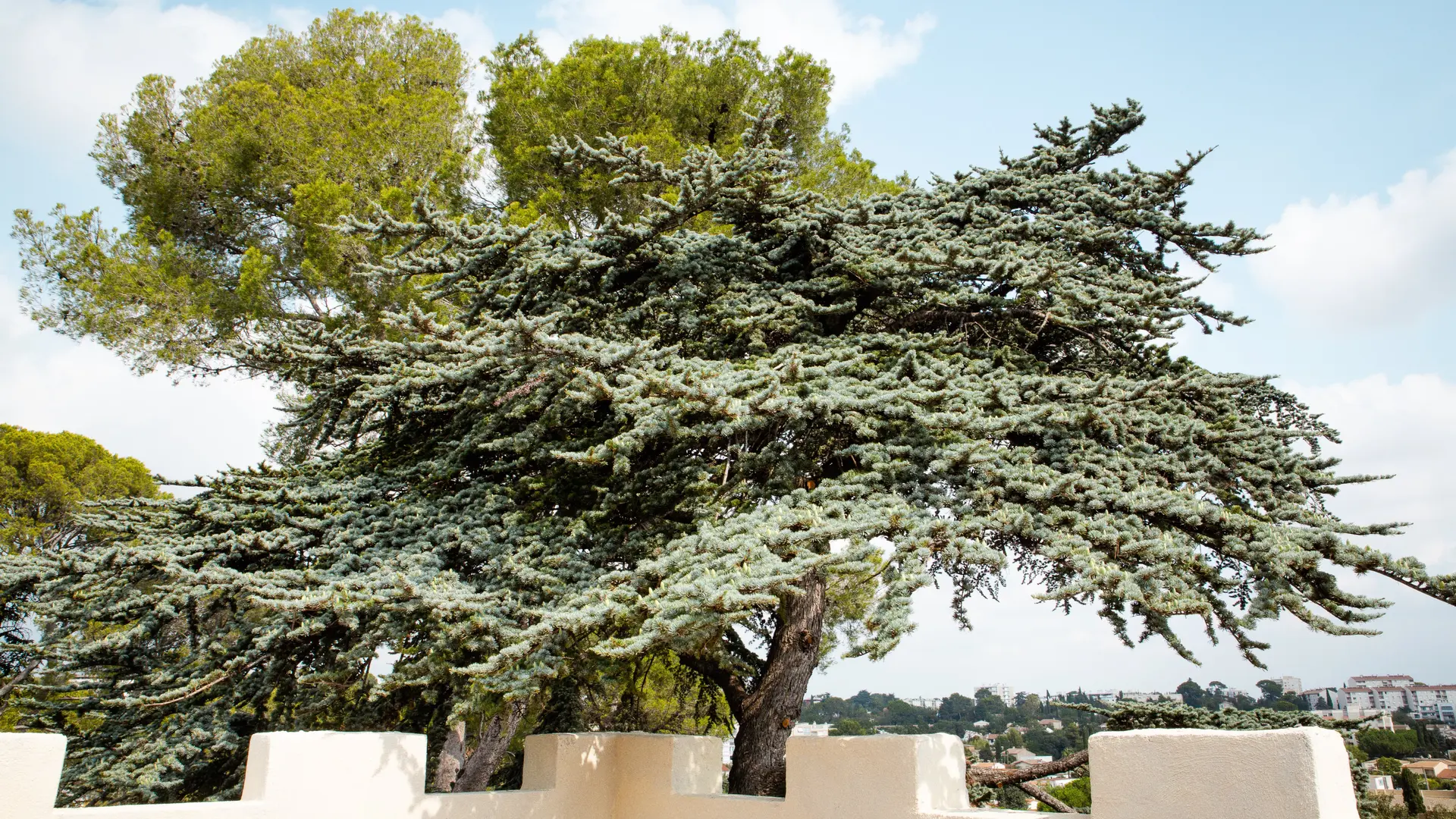 Un toit-terrasse avec vue, qui côtoie la cîme des arbres