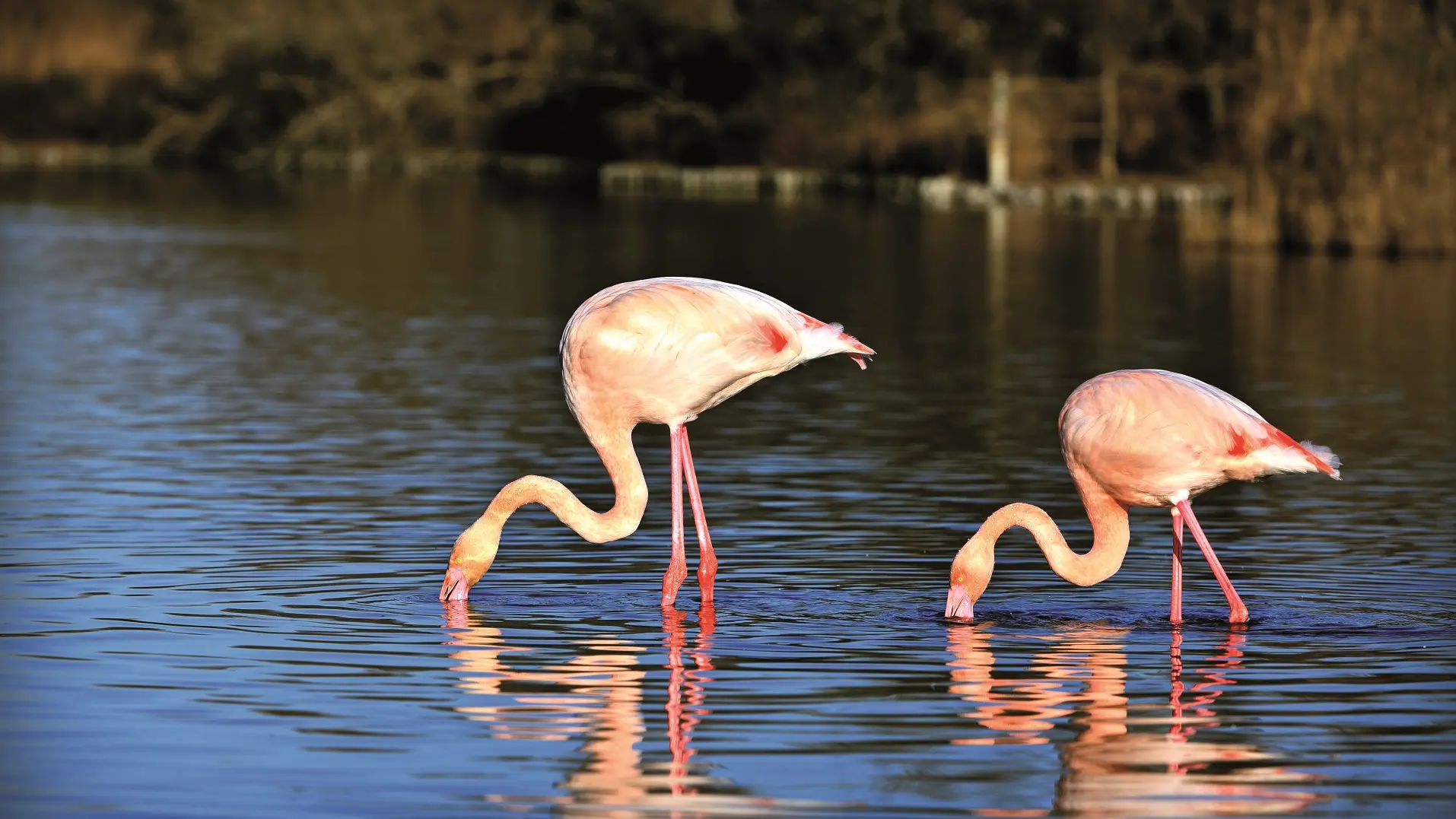 deux flamants roses