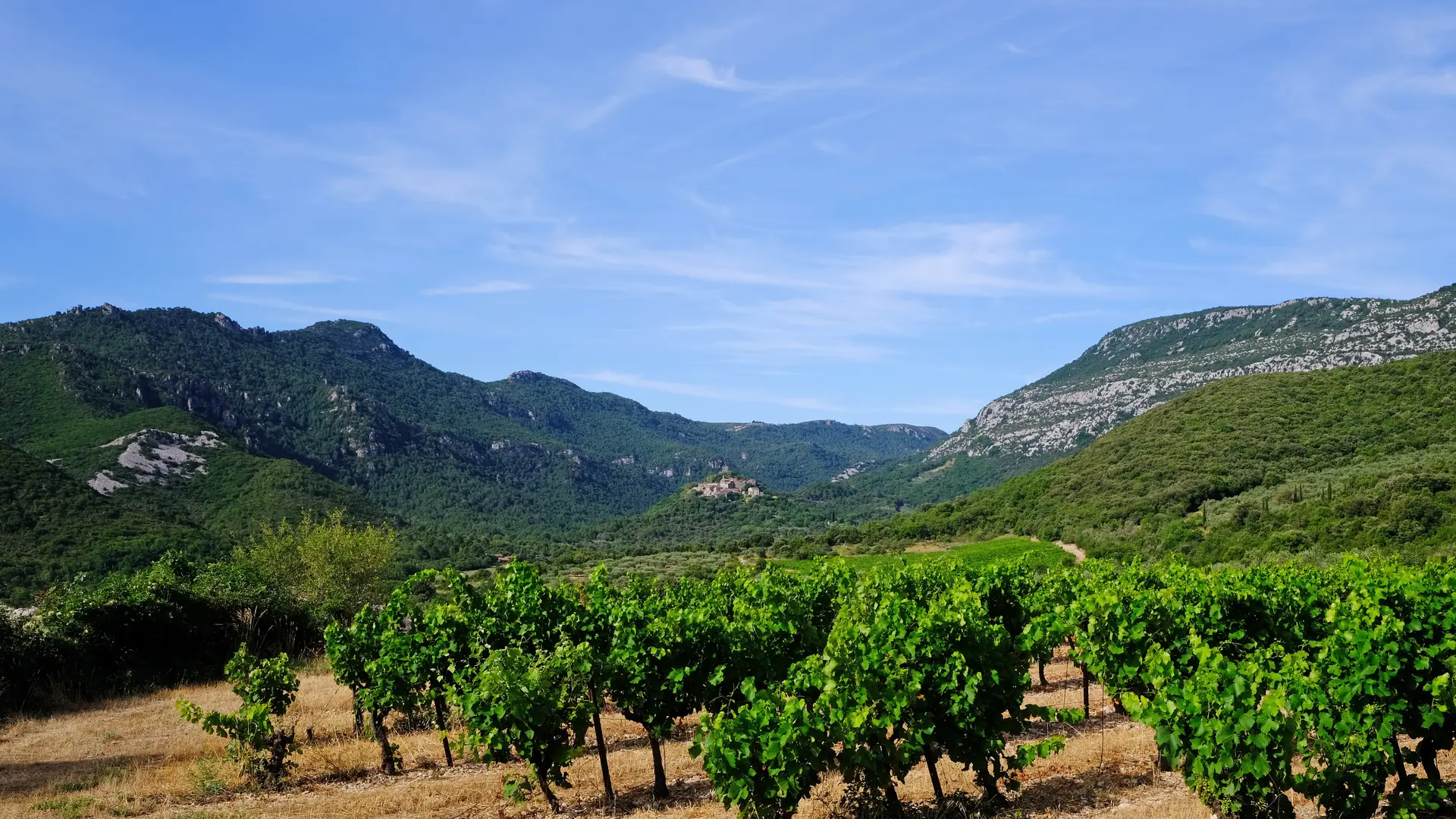 syndicat AOC terrasses du larzac - Vigne et vue St Jean de buege Marc Medevielle