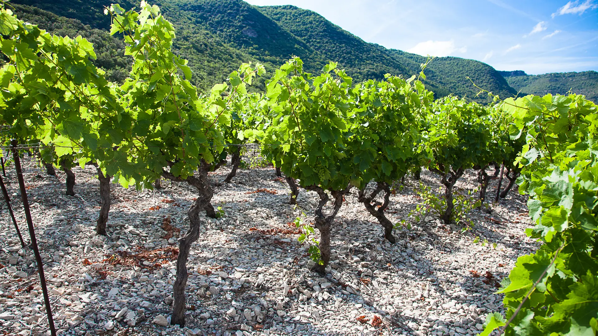 syndicat AOC terrasses du larzac - vigne calcaire premier plan  Genevieve Mostch