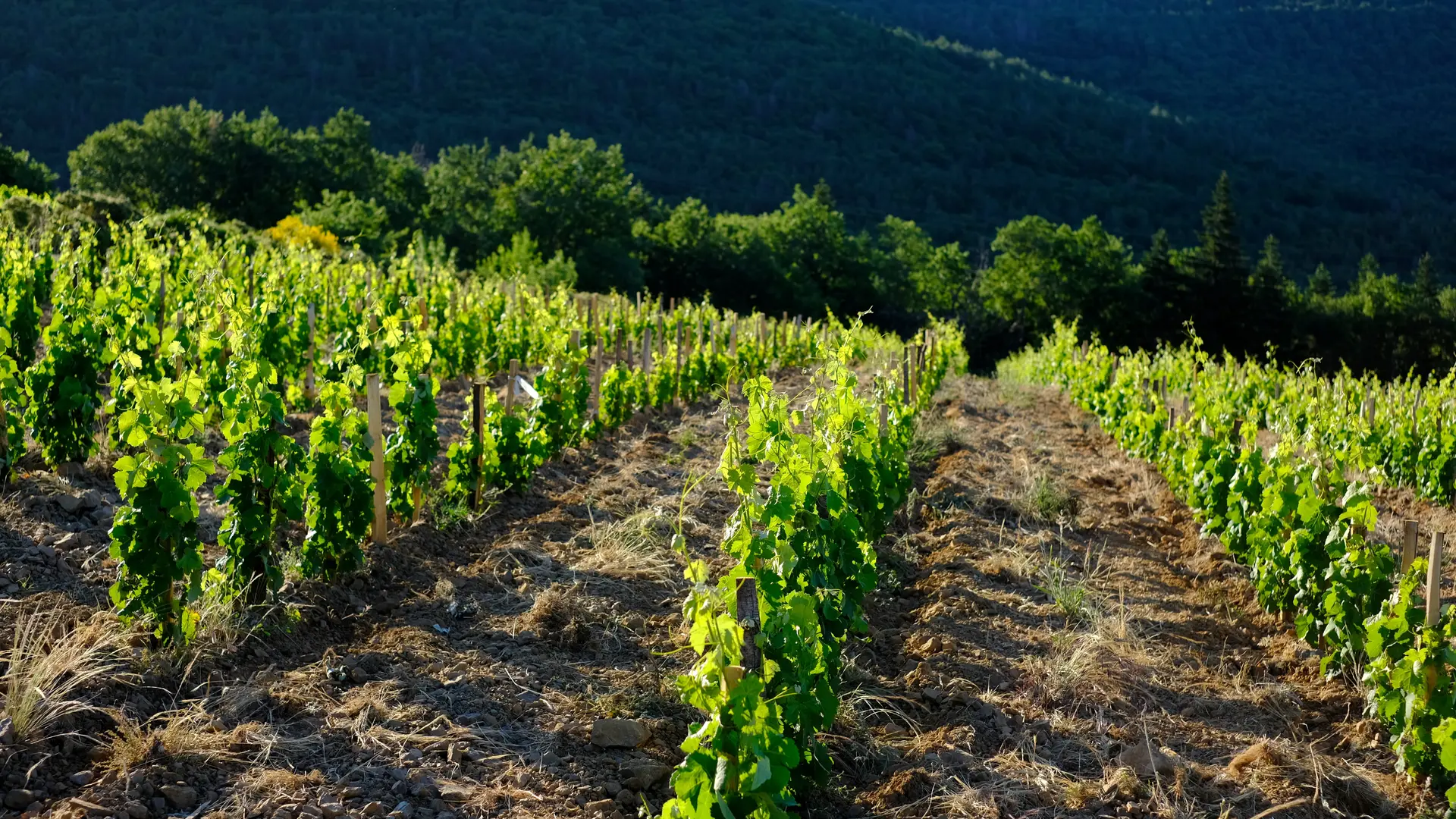 syndicat AOC terrasses du larzac -jeune vigne St Privat Marc Medevielle