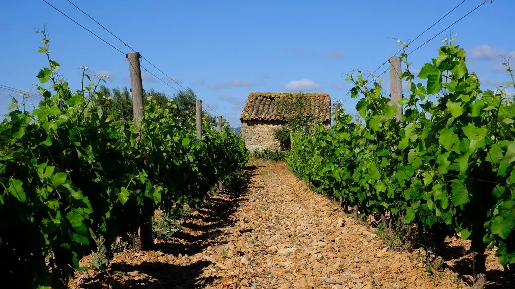 syndicat AOC terrasses du larzac -mazet Marc Medevielle