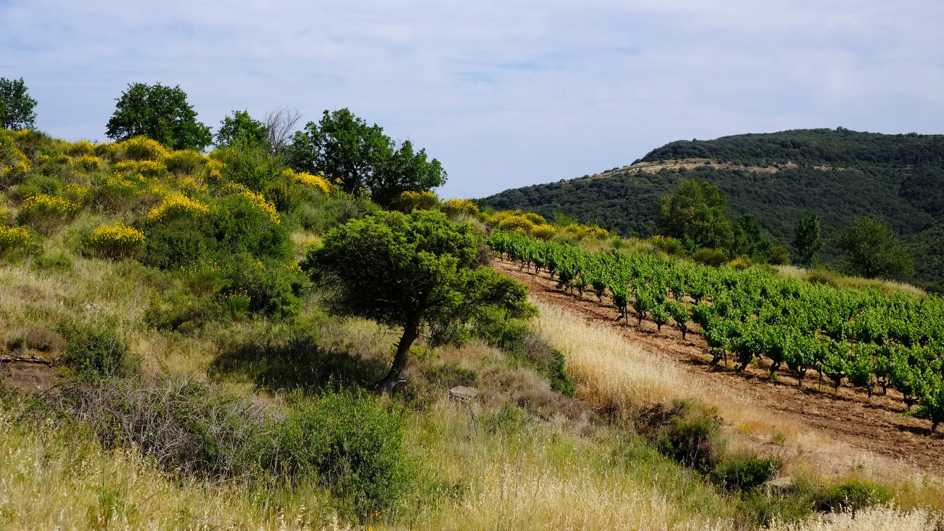 syndicat AOC terrasses du larzac -vigne et garrigue St Jean de la B Marc Medevielle