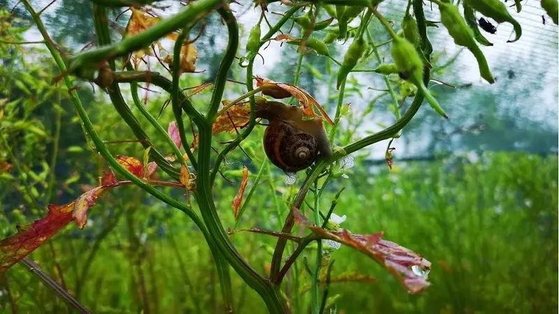 Conserverie - Les Escargots de la Baie - Saint-Broladre