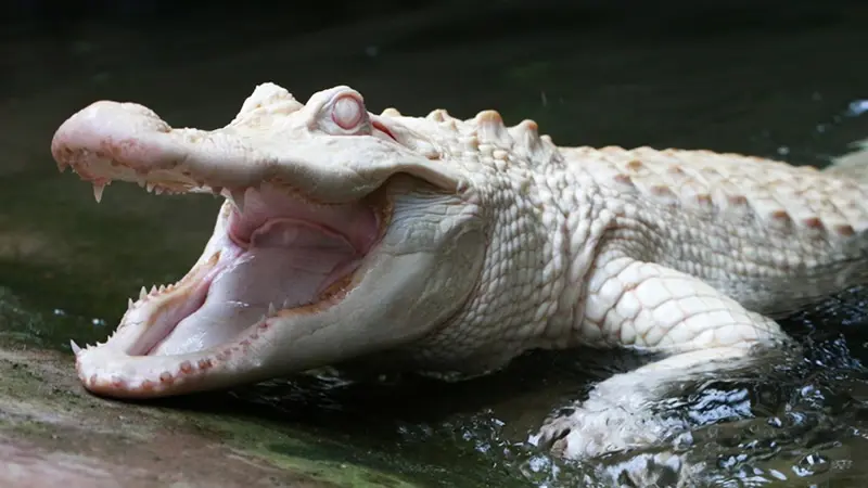 Alligator blanc (albinos)