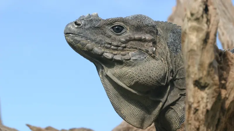 Cyclura cornuta (iguane rhinocéros)