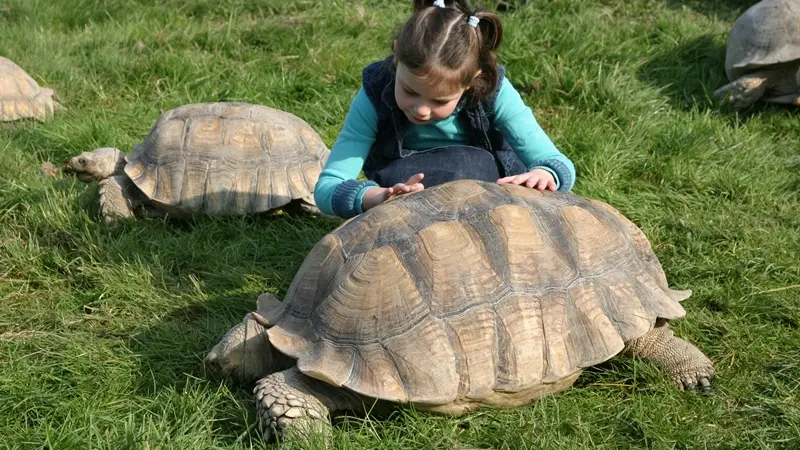 enfant tortue