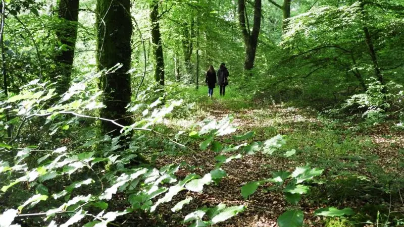 Forêt du Mesnil