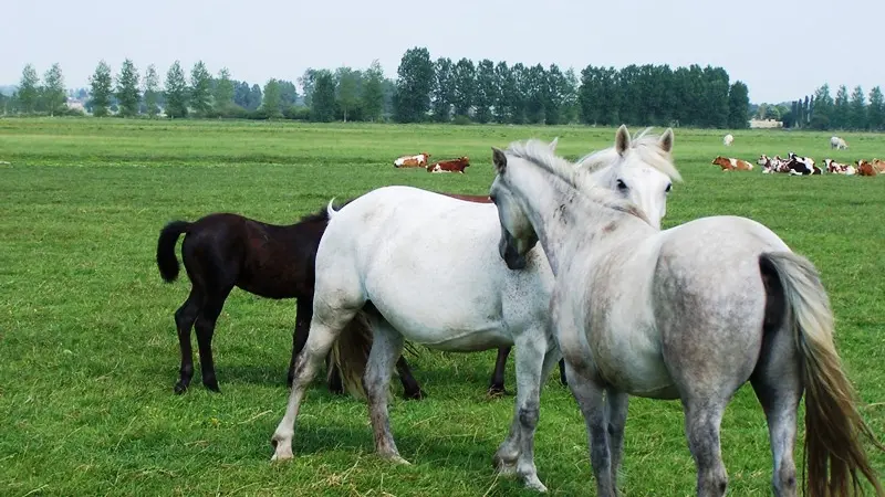 Chevaux marais de Sougeal