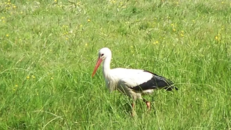 Cigogne
